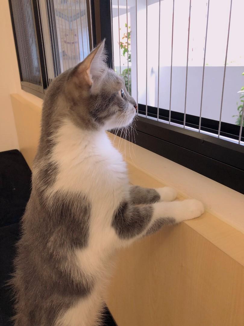 Cat safely at a window protected by invisible grill cables